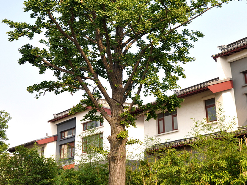 银杏树