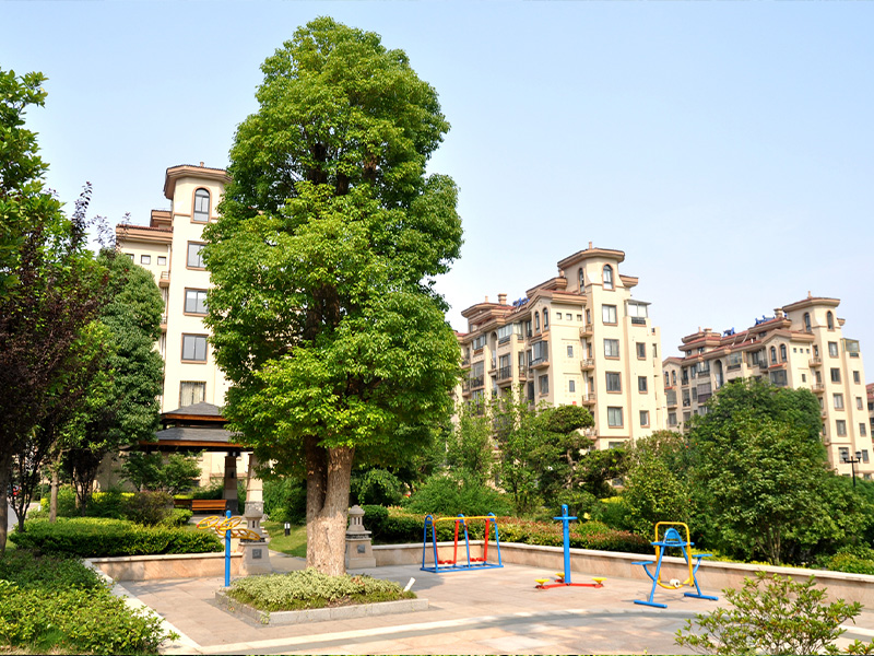 小区健身广场大香樟