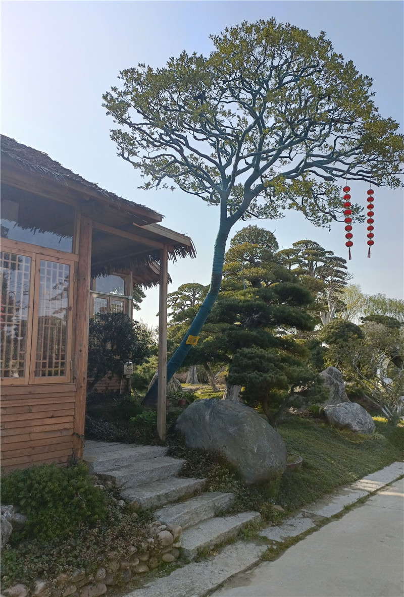 大黄杨园林
