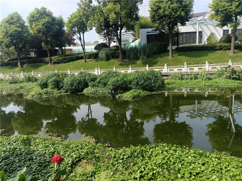 河边水生植物